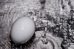 Egg