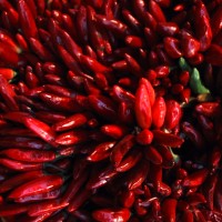 red-chilli-peppers-fishbulb-sxc